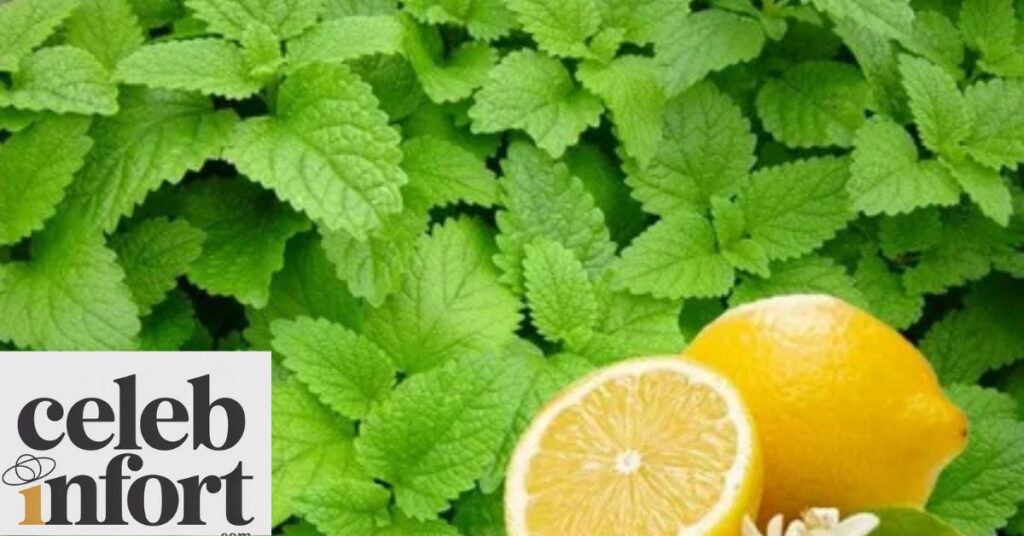 Lemon Balm for Weight Loss