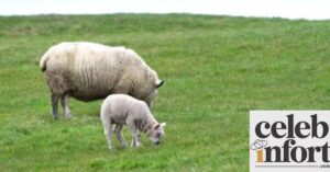 Sheep Farming