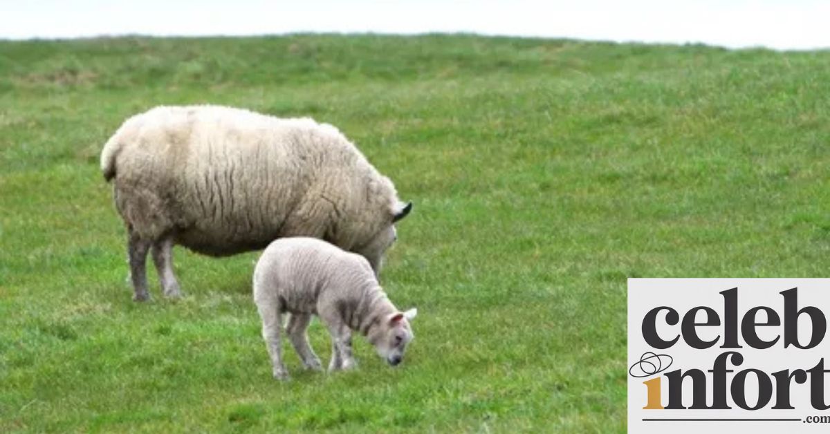 Sheep Farming